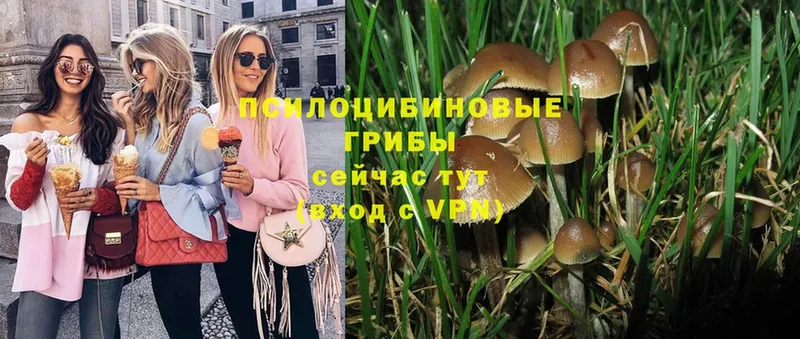 OMG вход  Старая Купавна  Псилоцибиновые грибы Psilocybine cubensis 